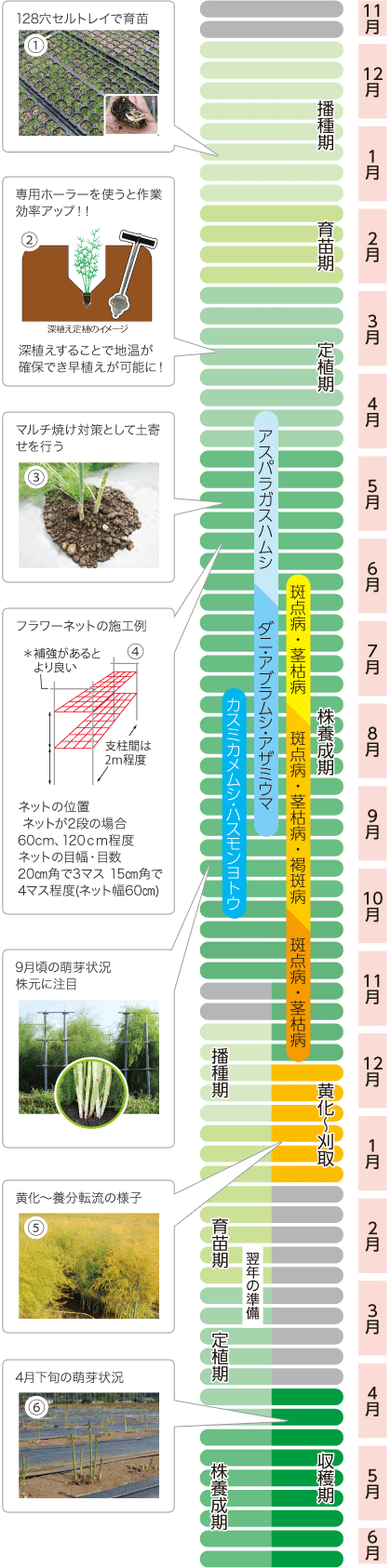 アスパラガス採りっきり栽培概要