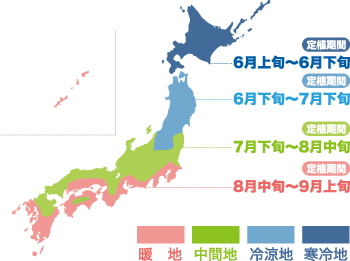 プチヴェール地域別定植時期