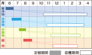 プチヴェール栽培定植時期