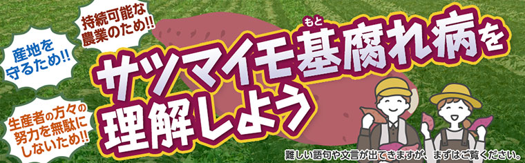 サツマイモ基腐れ病を理解しよう