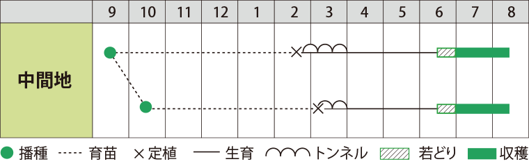リーキ秋まき作型表（滋賀研究農場の例）
