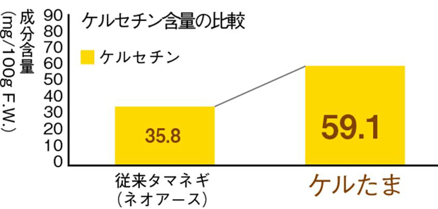 ケルセチン含量の比較