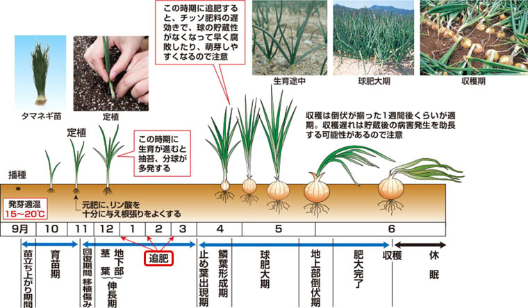 栽培スケジュール