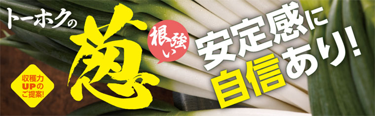 葱 品種と栽培ガイド